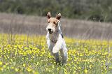 FOX TERRIER 350